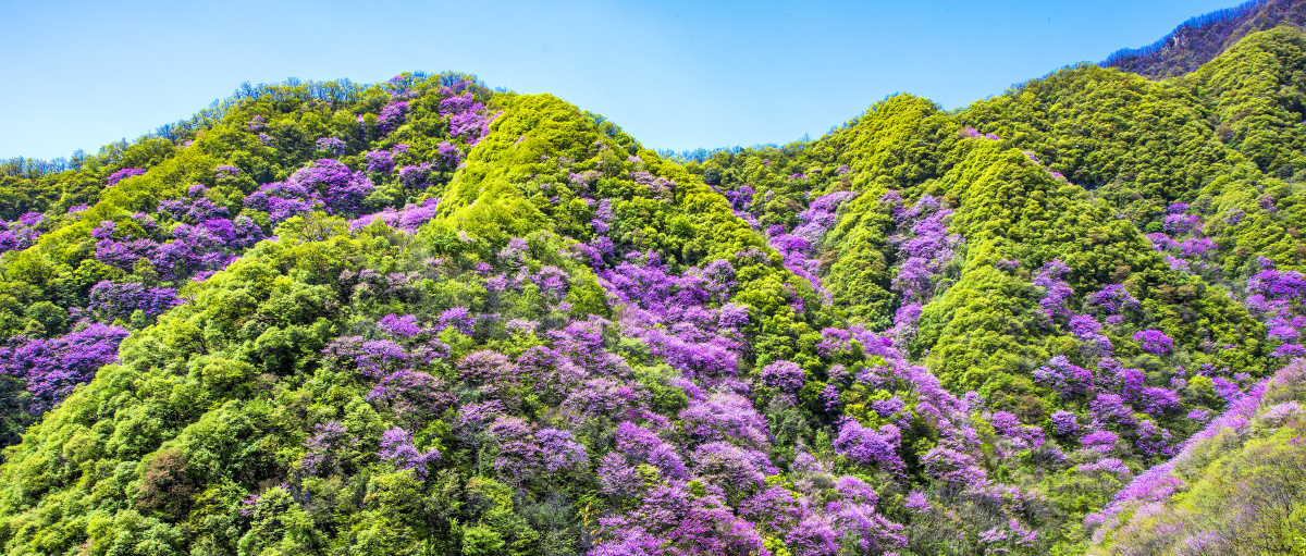 西安秦岭太平峪紫荆花