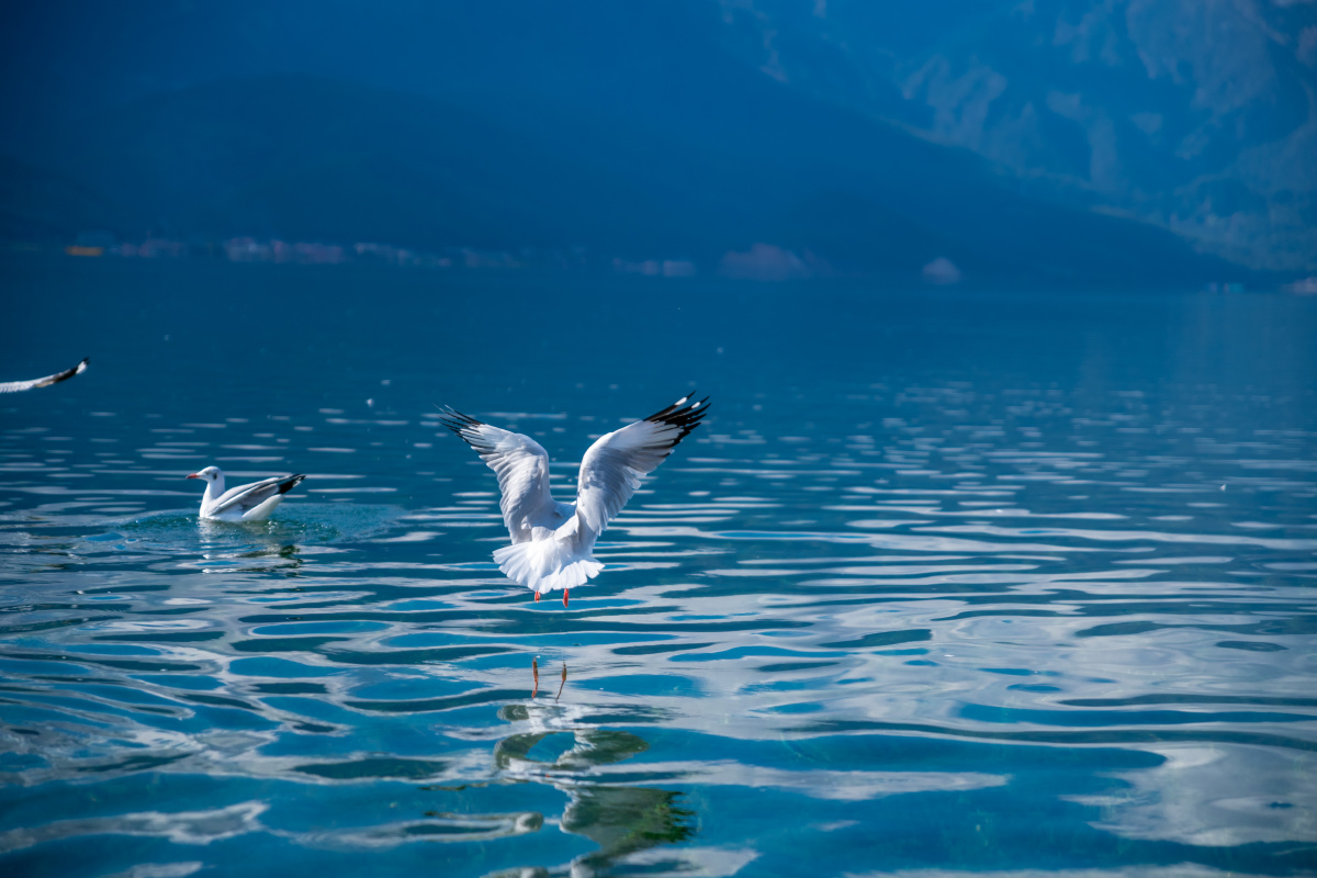 泸沽湖的海鸥