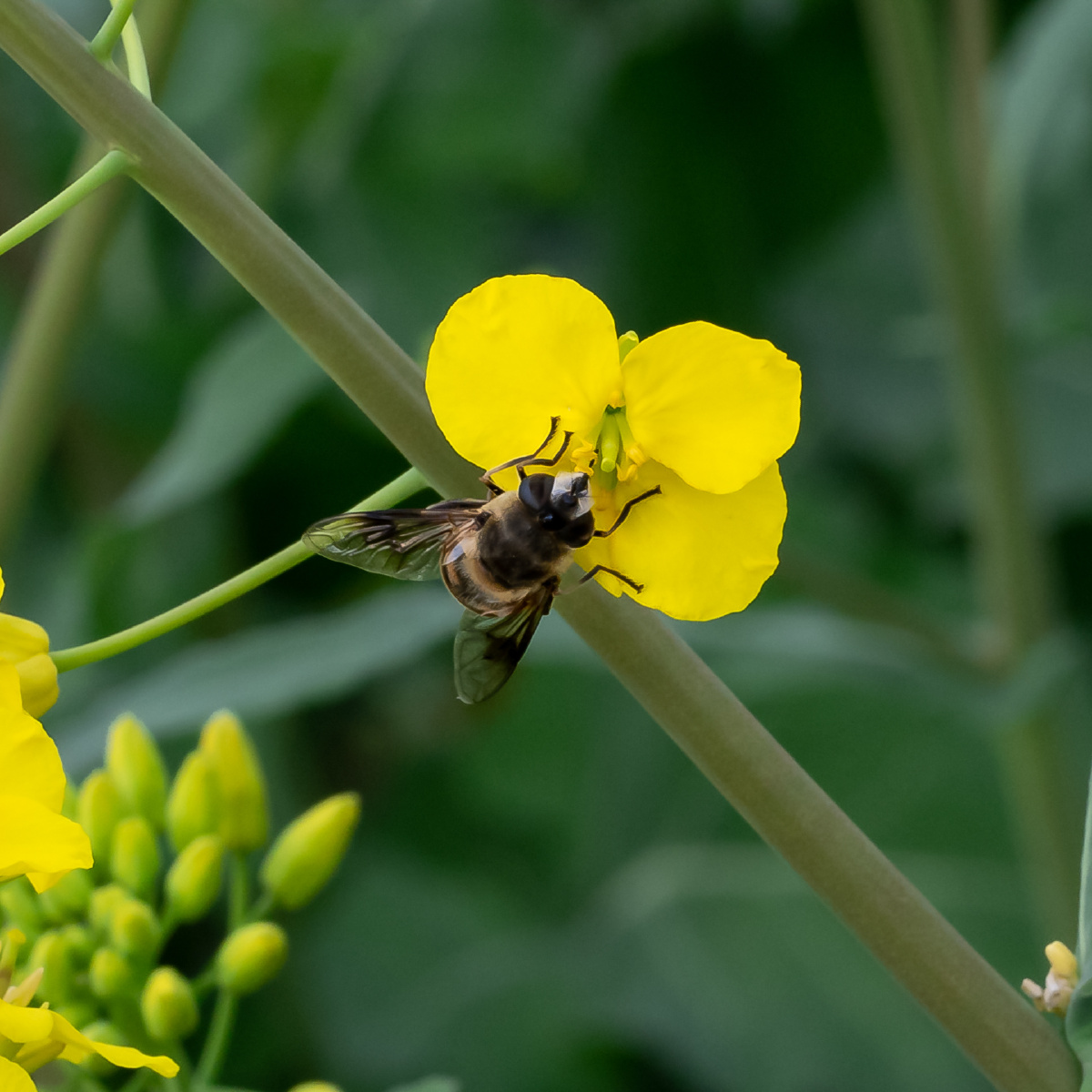 油菜花间忙碌的蜜蜂们
