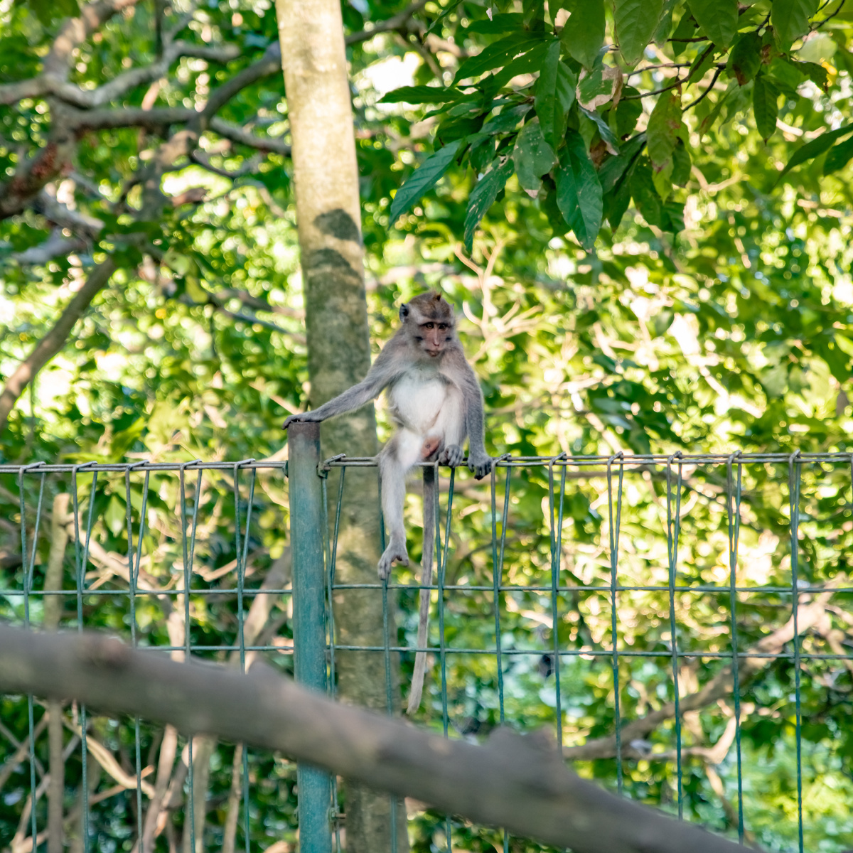 巴厘岛圣猴森林公园的猴子