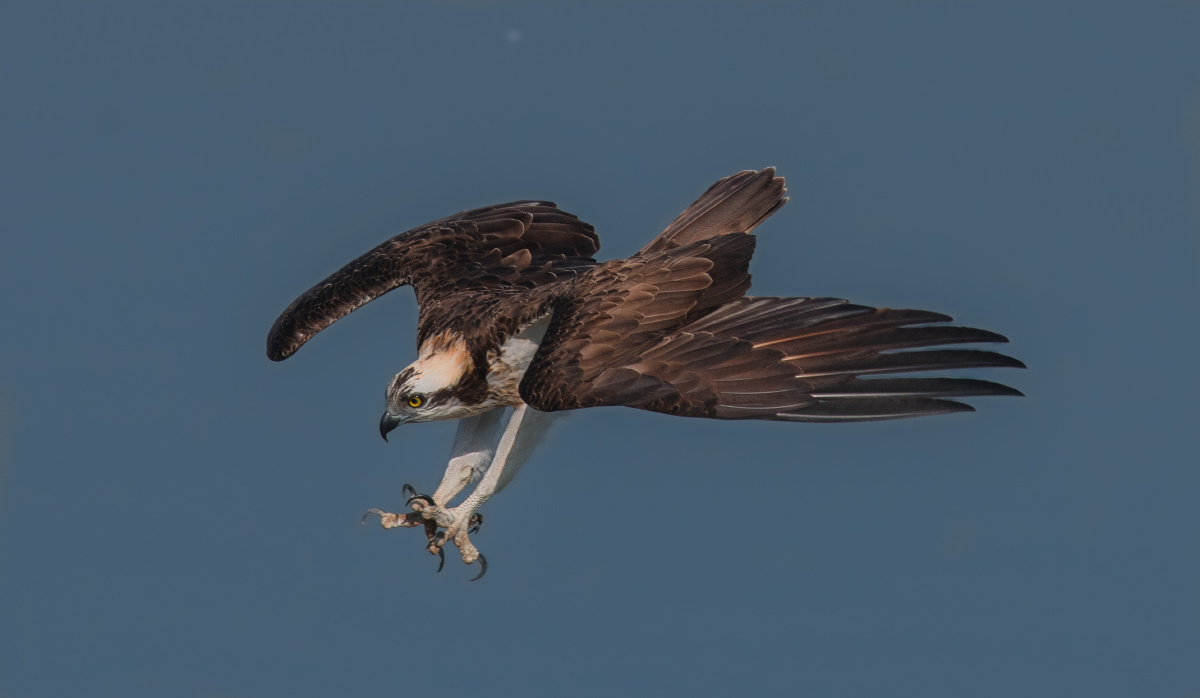 致命一击俯冲鱼鹰