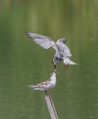 3460