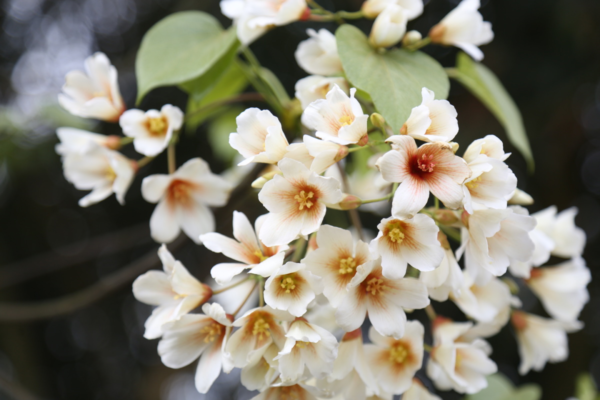 油桐花,花开过结果,果熟后榨油,油可食用,也是制作油纸伞的必须材料.