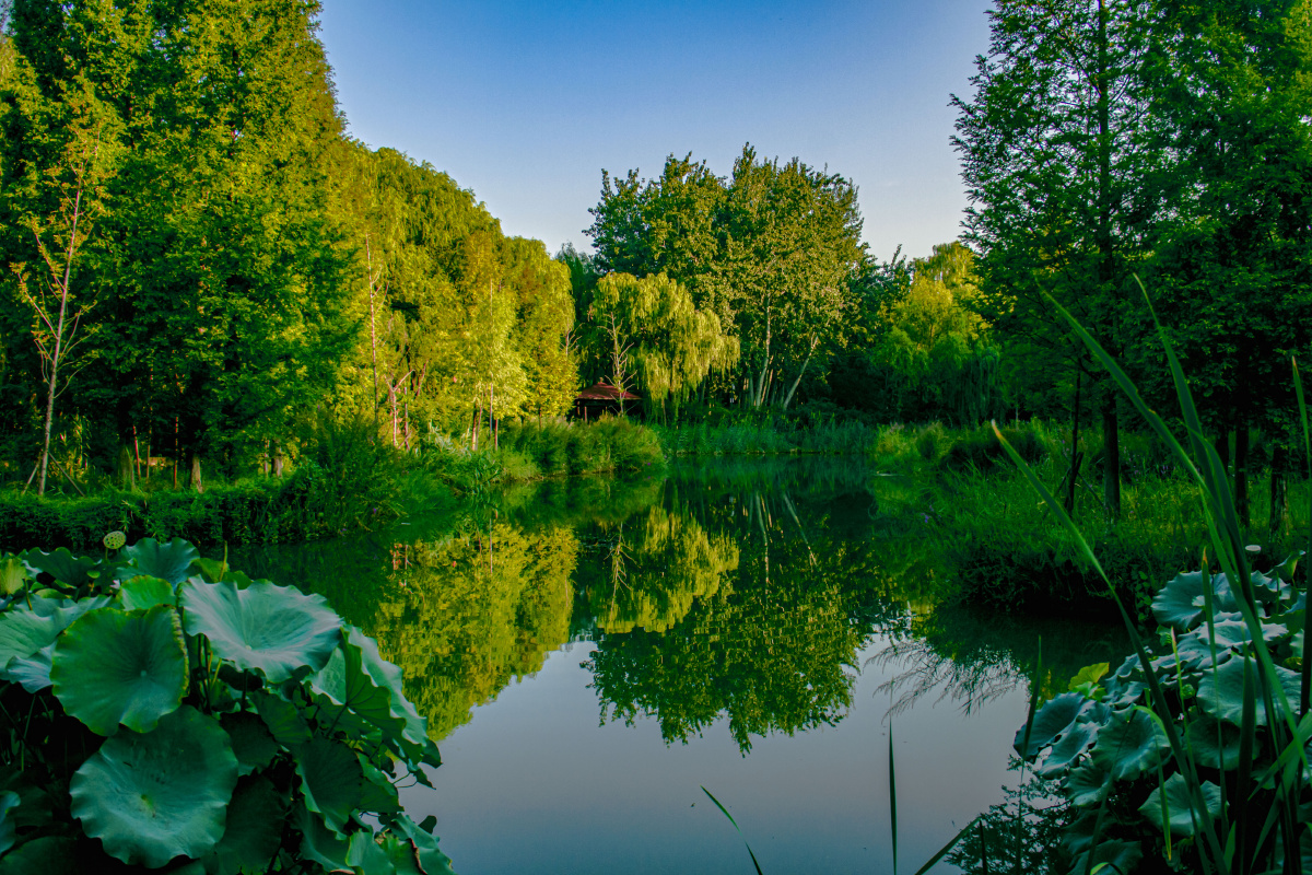 池塘景色