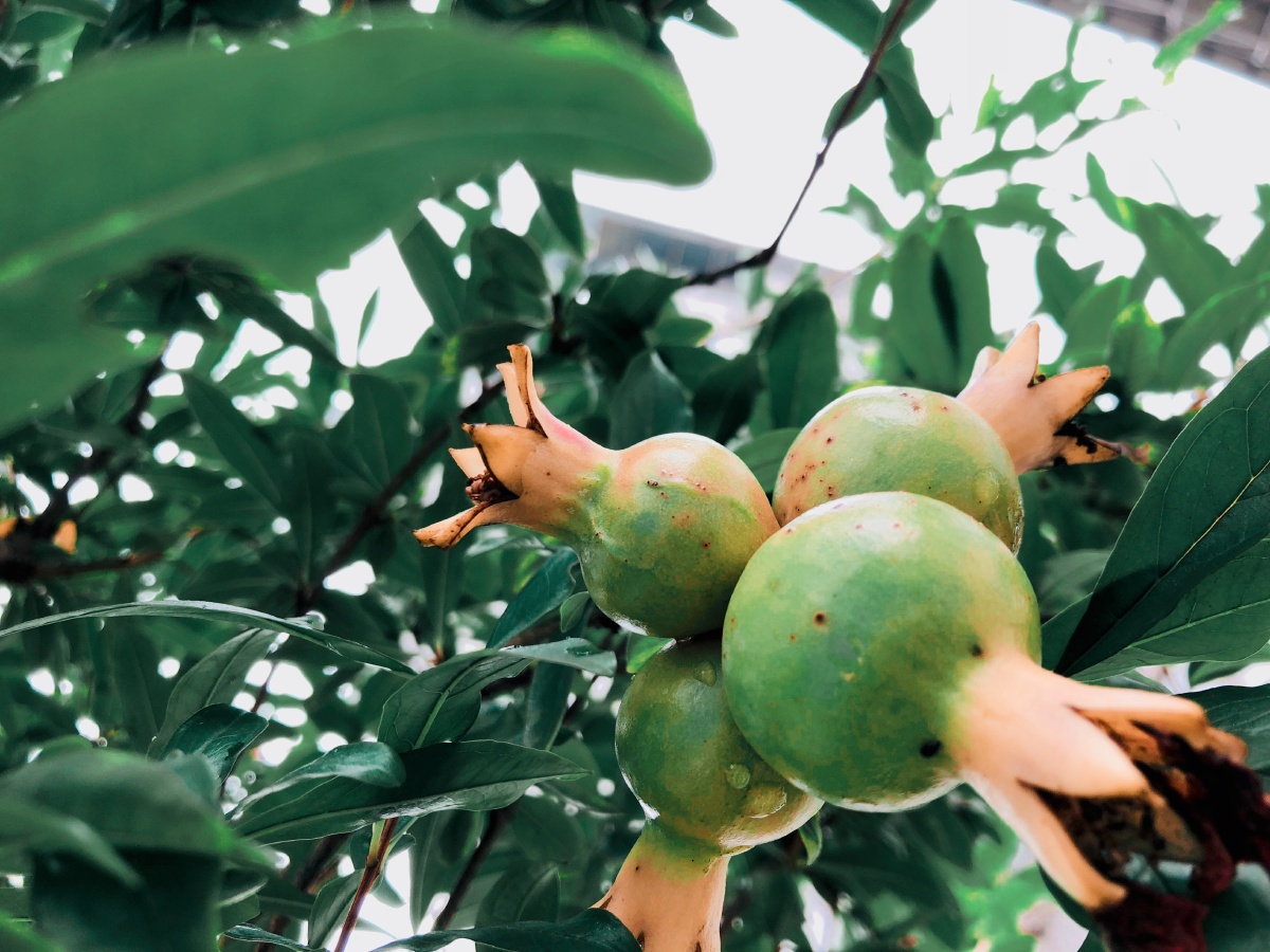 石榴树上结石榴