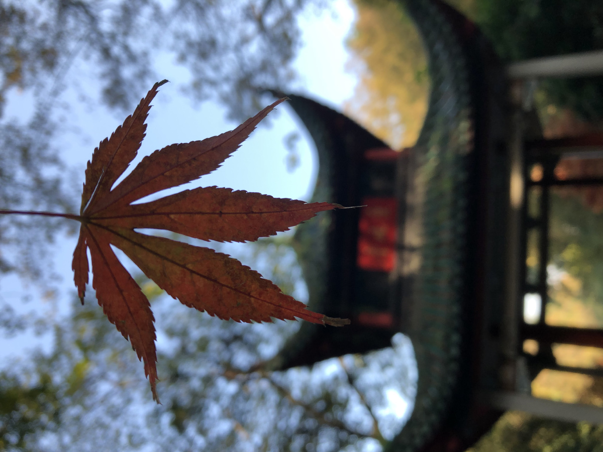 秋天的爱晚亭,枫叶飘落