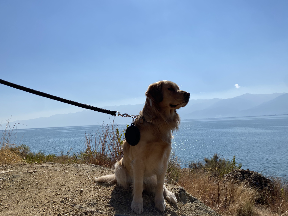 带狗旅行