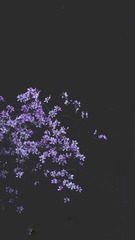 62D87AC1-5334-4887-9C59-B55D3DF2F7E1/L0/001