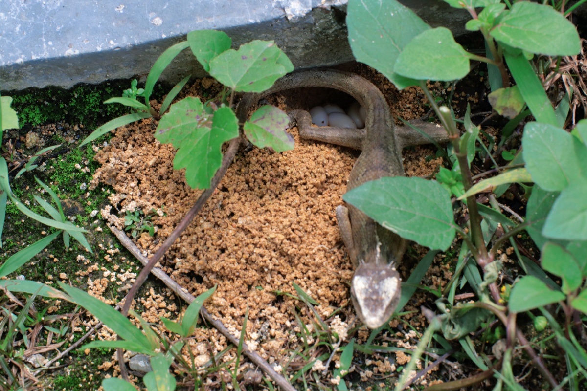 变色树蜥产卵