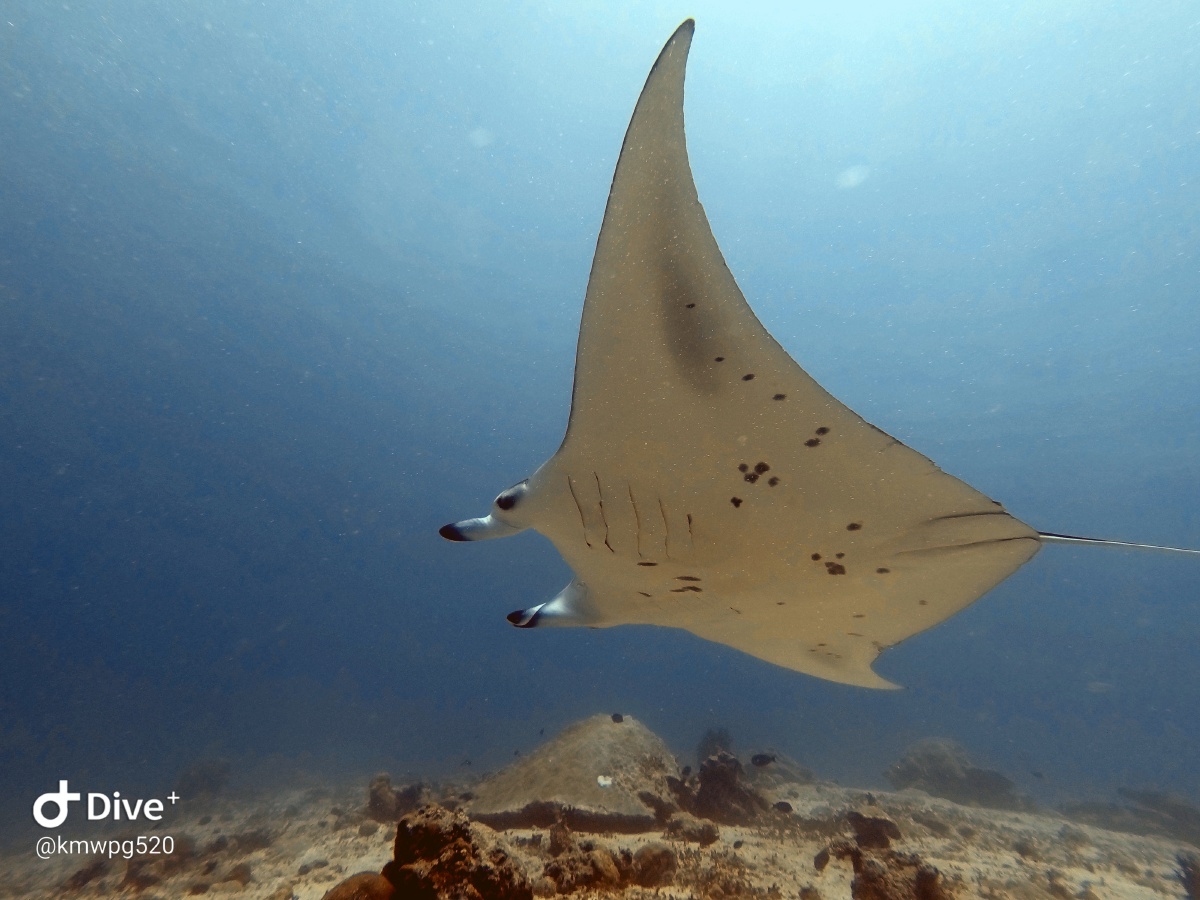 再来一组manta魔鬼鱼