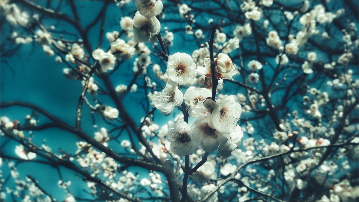 开花的巴旦杏树枝