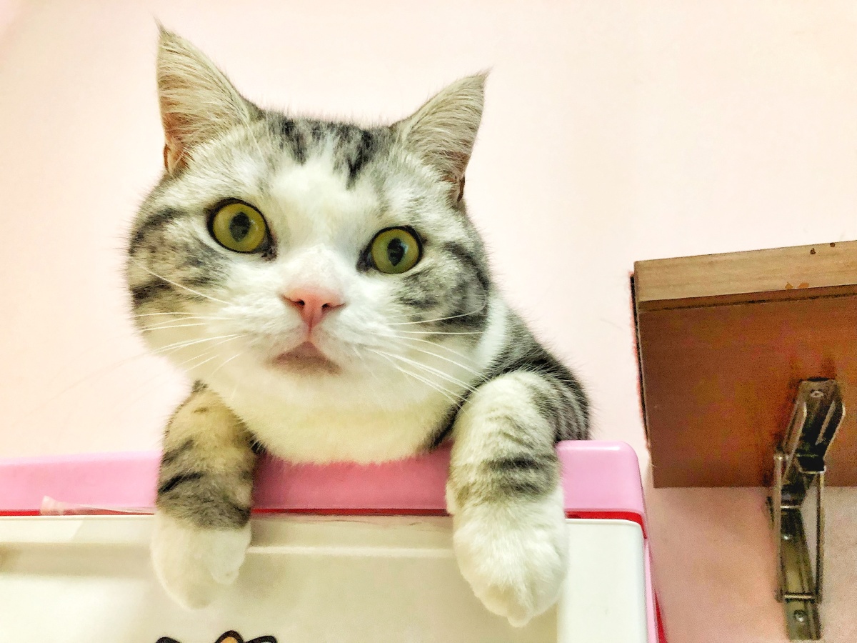 萌宠猫咪美短布偶猫