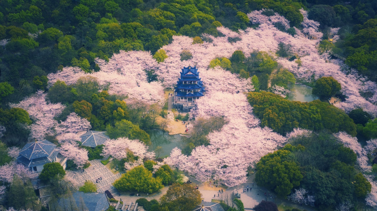 无锡61鼋头渚景区61樱花谷