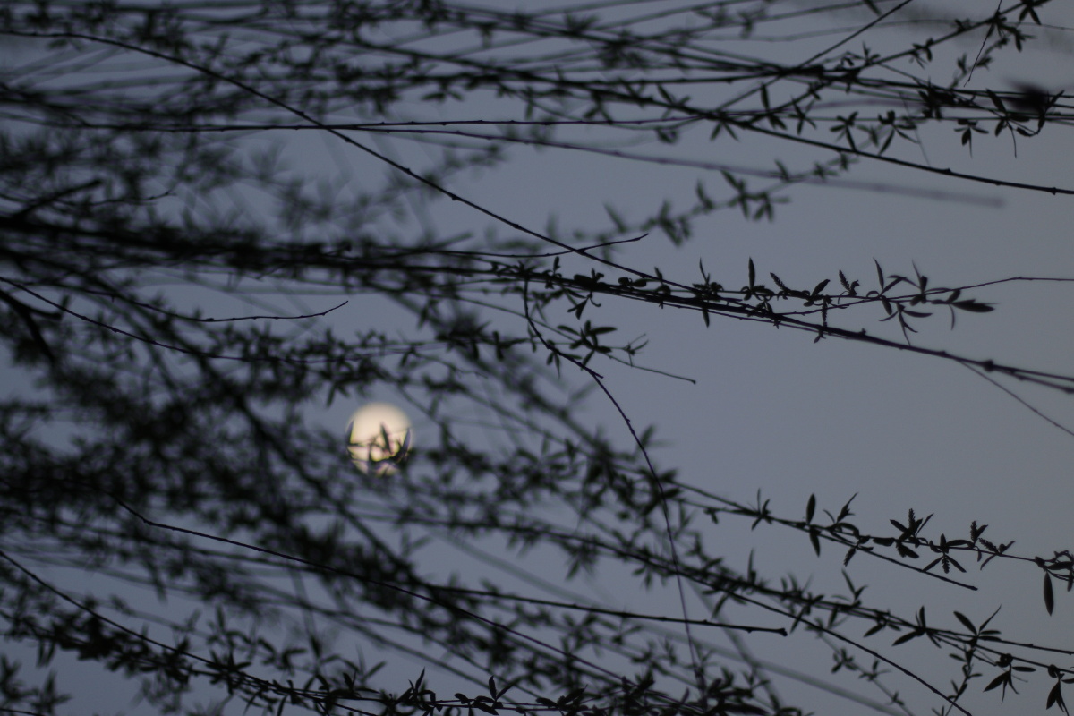 柳树月上柳梢头人约黄昏后