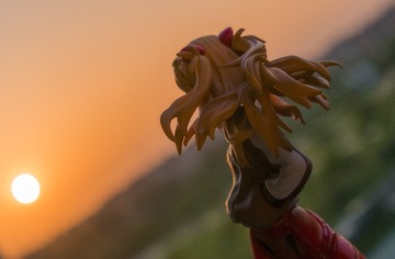 _DSC1186