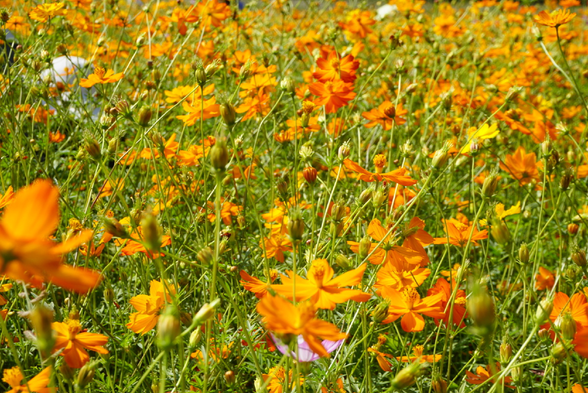 九峰一路黄波斯菊故事的小黄花从出生那年就飘着童年的荡秋千从记忆