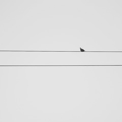 Optional(