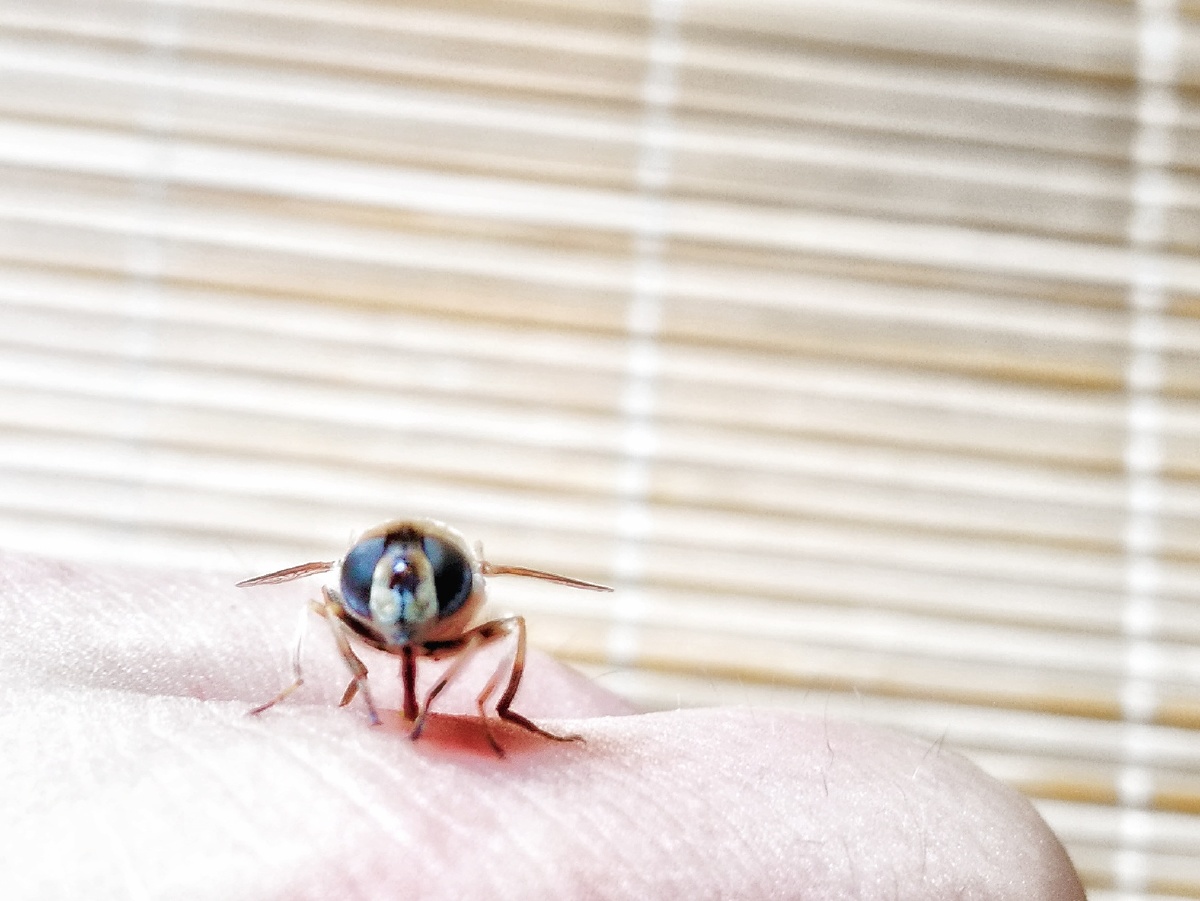 呆呆的蝇子,喜欢停在手上吸水喝.