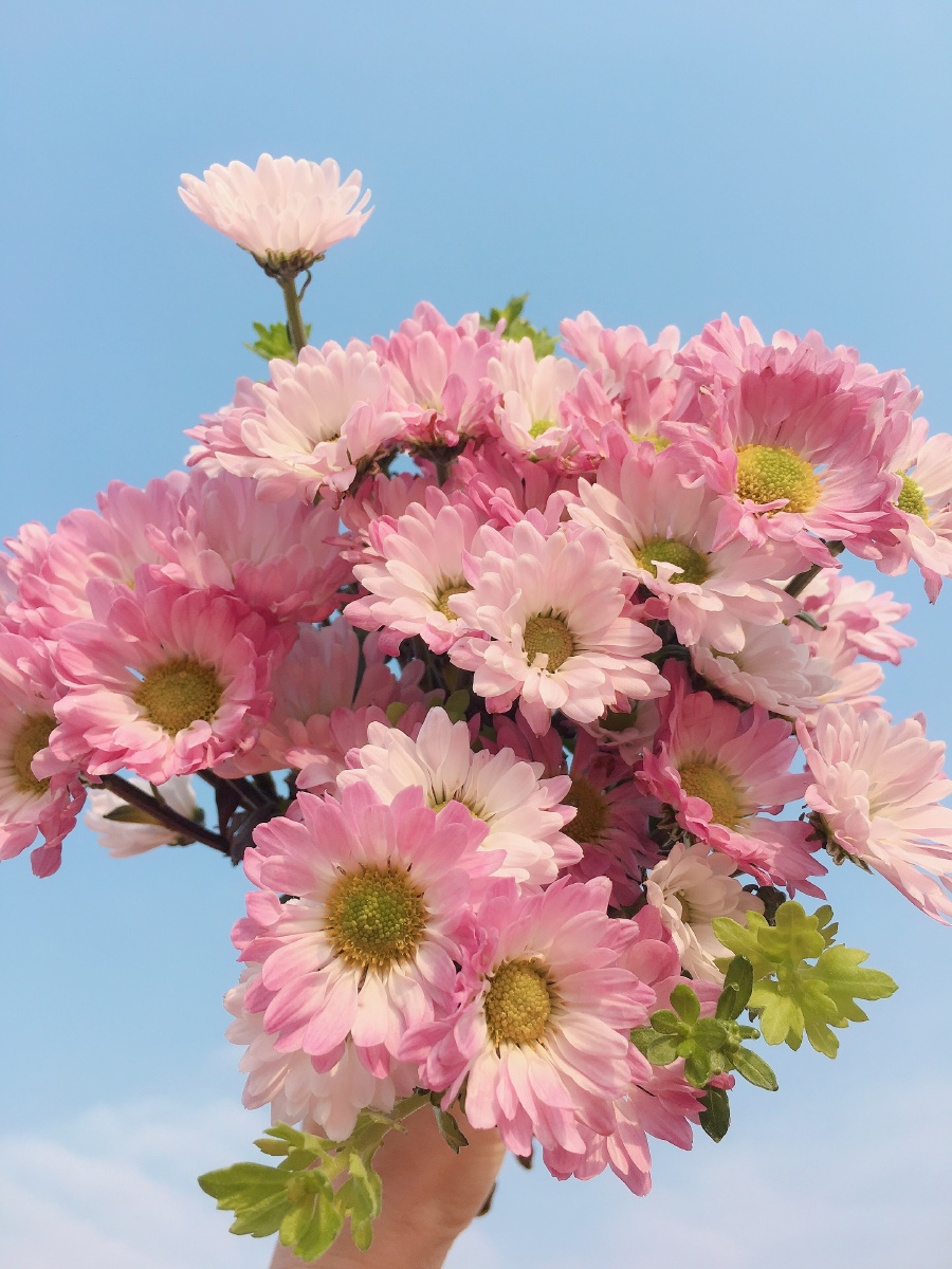 粉色温柔的小菊