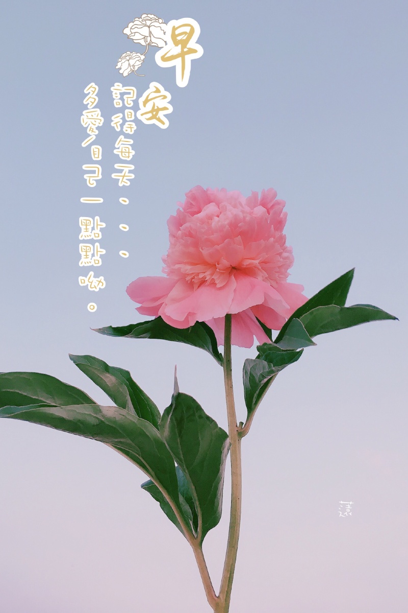 一朵浪漫粉色芍药花送给你早安77