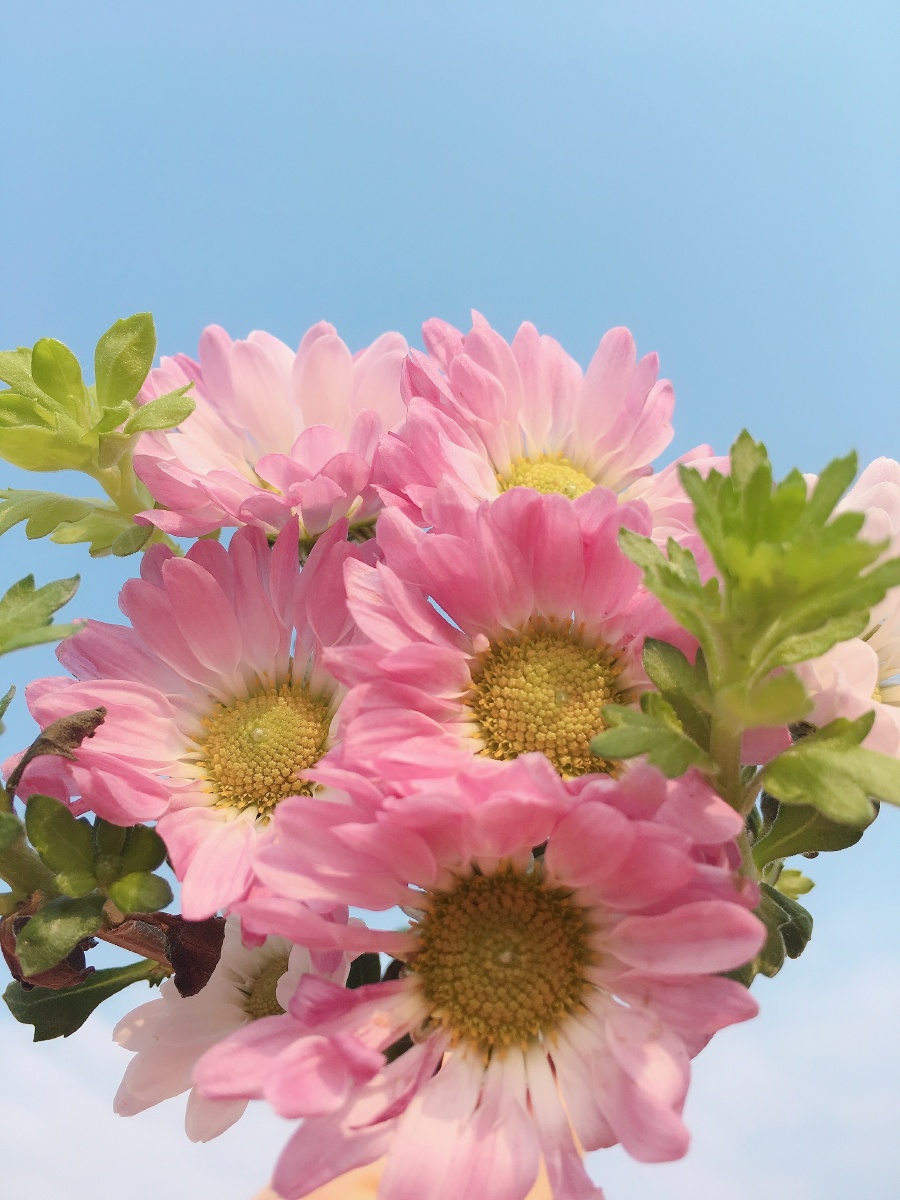 粉色温柔的小菊