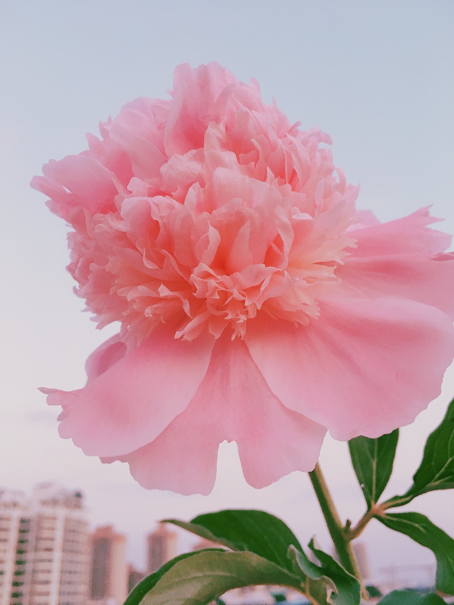 900_1200竖版 竖屏