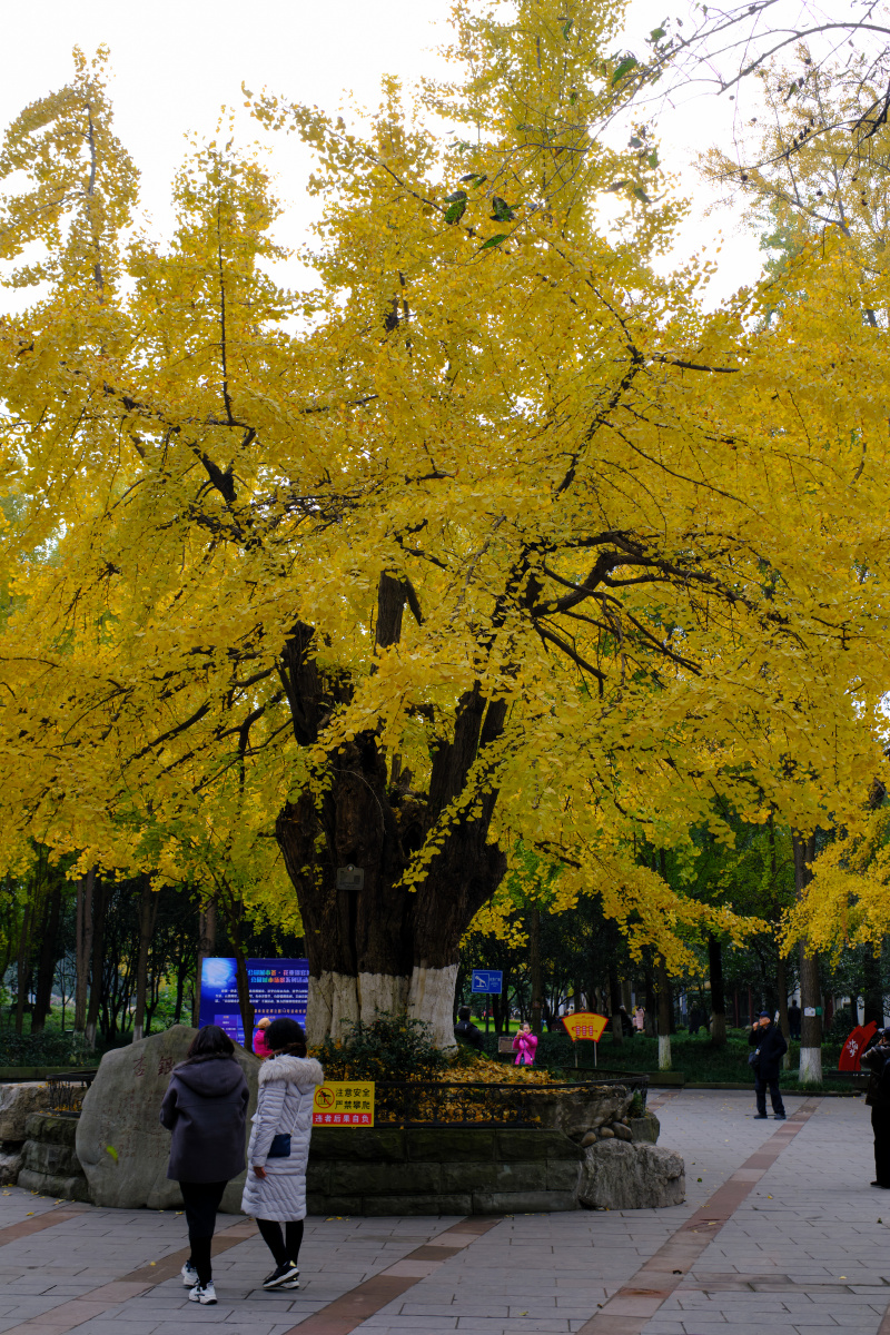 百花潭的唐代银杏树