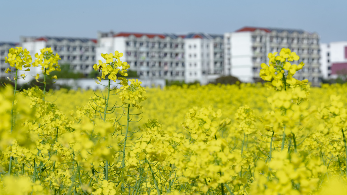 宁波大学的油菜花海