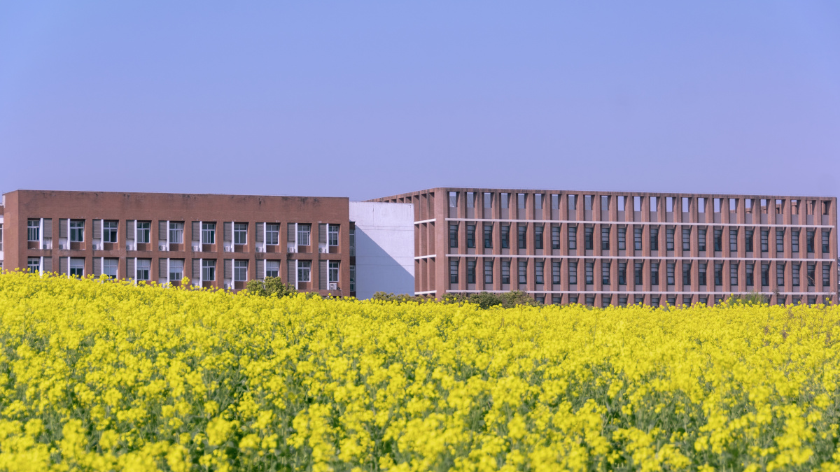 宁波大学的油菜花海