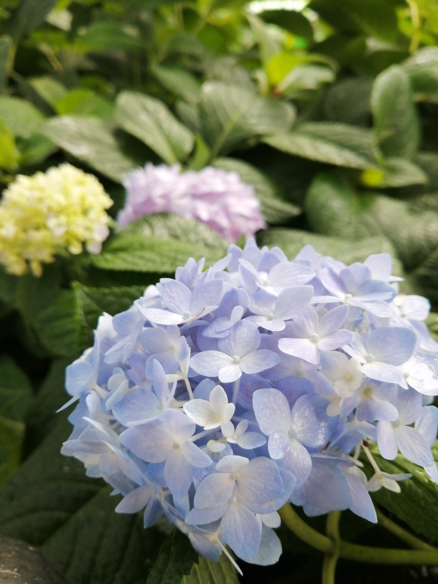 绣球花无尽夏花开无尽夏无尽浪漫无尽梦幻67676767