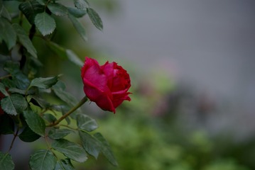 3656262