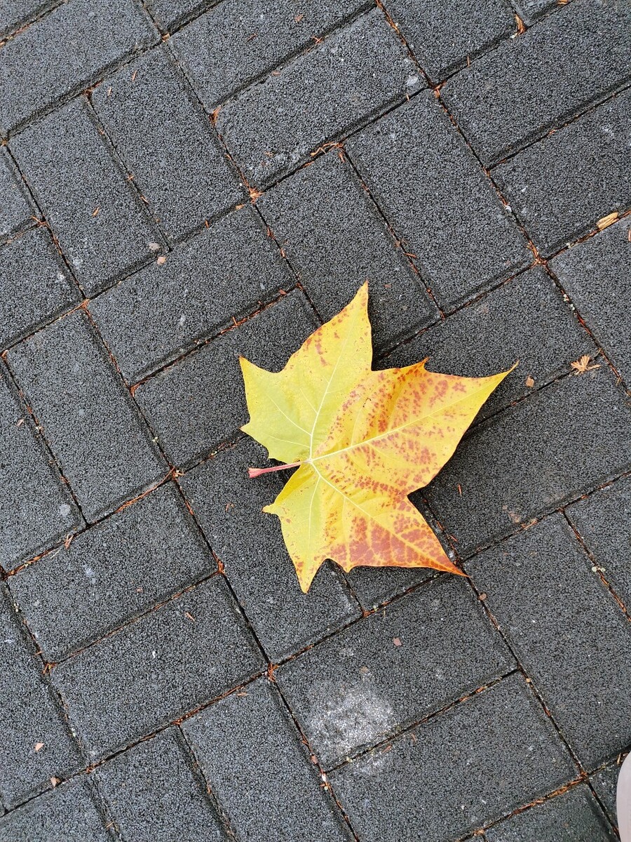 落叶飘摇