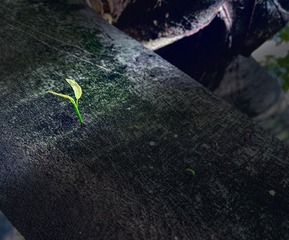 0CB14DA8-E387-4770-80CB-F9BC48982787/L0/001