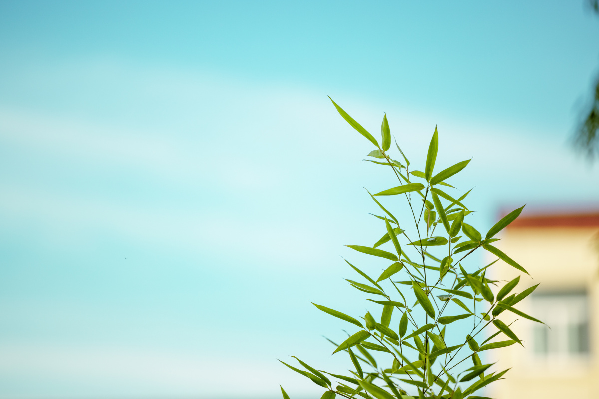 蓝天下清新的竹叶 - 等风吹过呀 - 图虫
