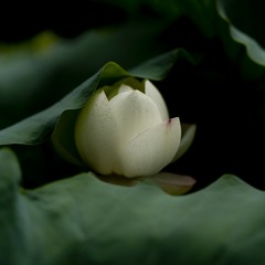 A48E13BD-D721-4B0F-8786-568248843BD5/L0/001