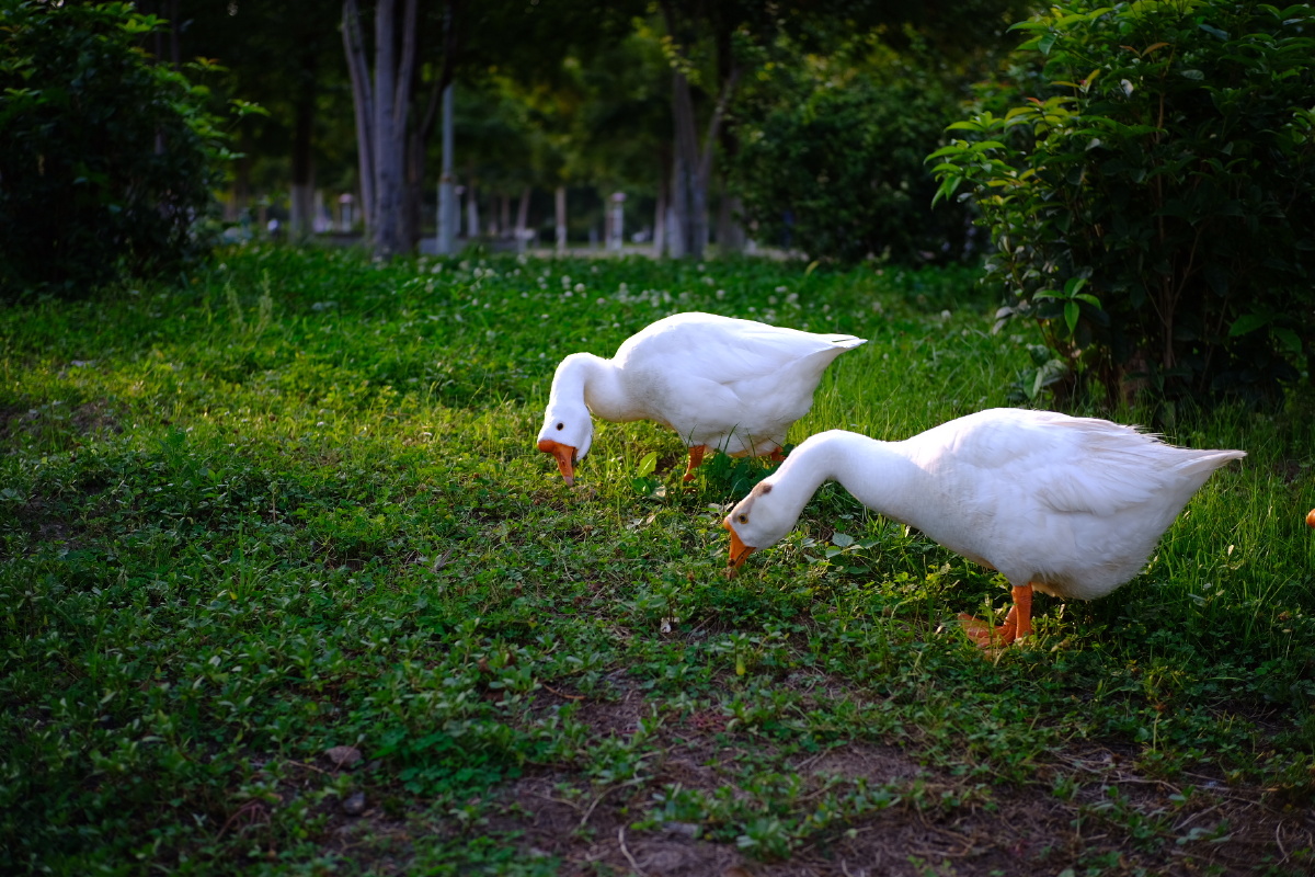 三只鹅相约去吃草