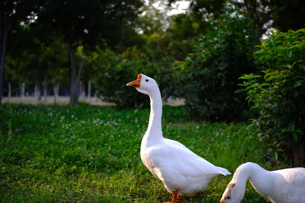 三只鹅相约去吃草