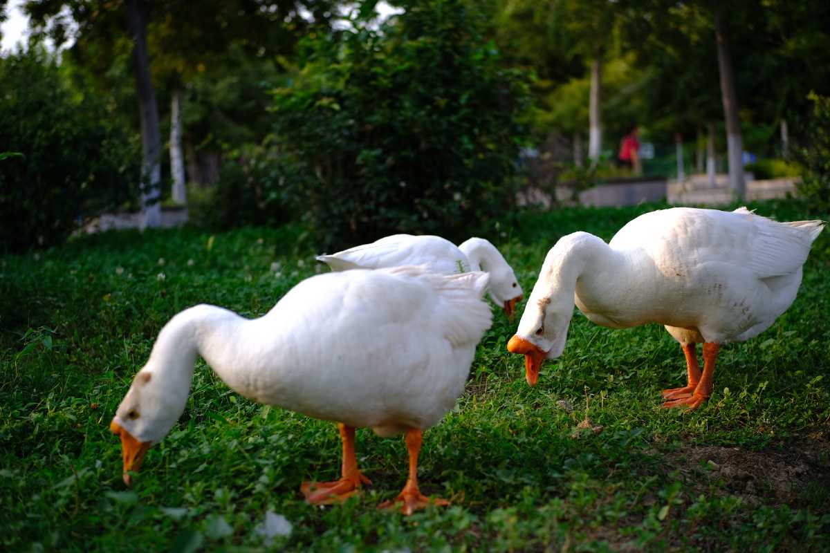 三只鹅相约去吃草