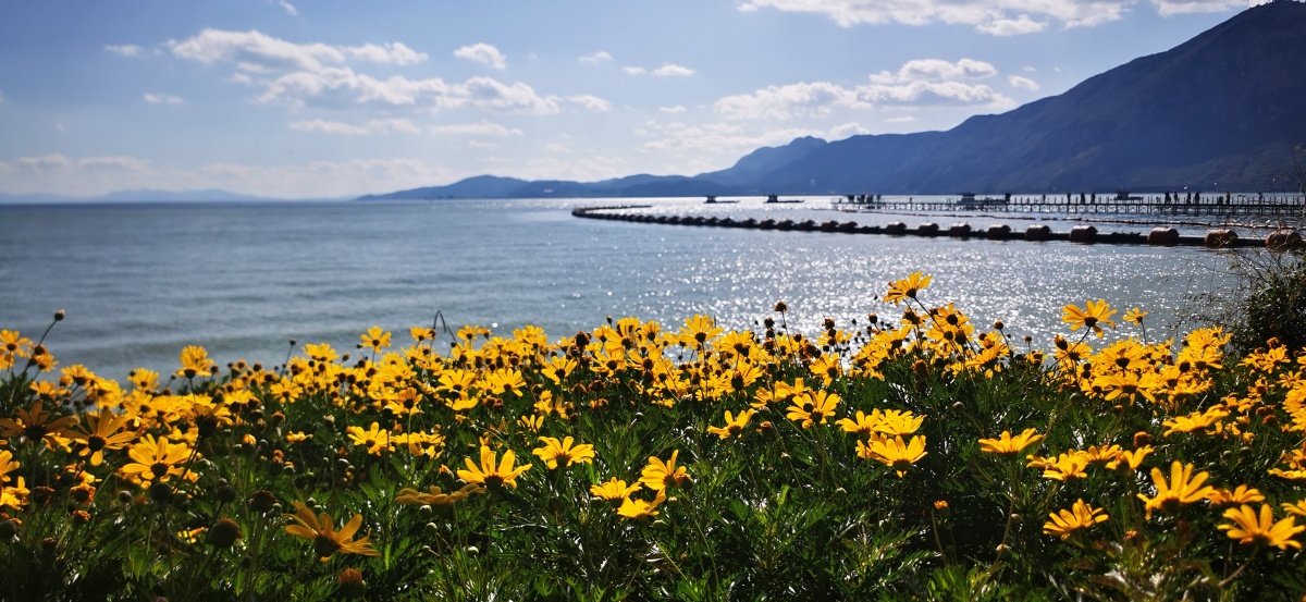 昆明滇池四季如春海鸥齐飞