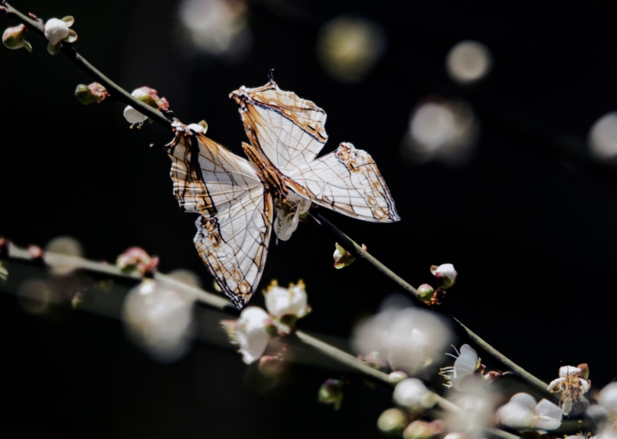 梅花蝴蝶