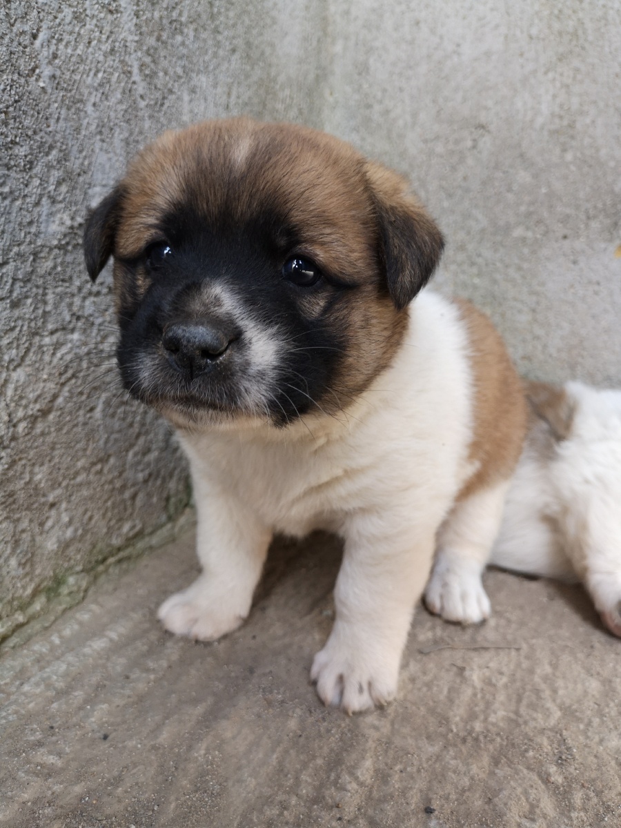 田园犬的小奶狗