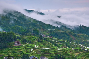 黎平梯田