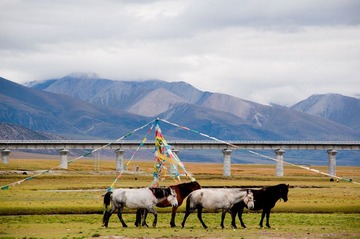 草原马