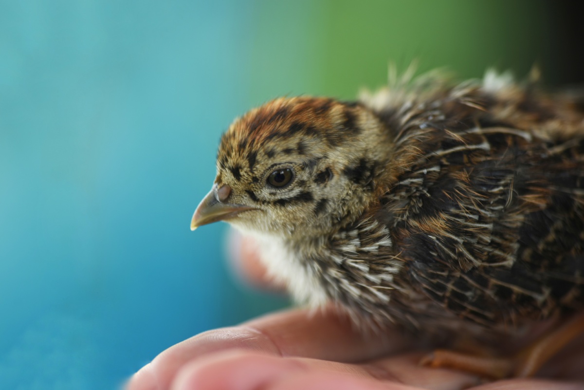 上里罗巧遇一只鹌鹑放生