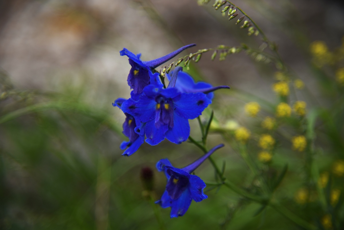 太行山上的蓝花花翠雀