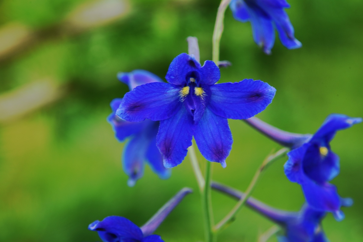 太行山上的蓝花花翠雀