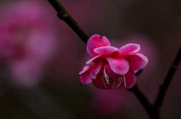 230303