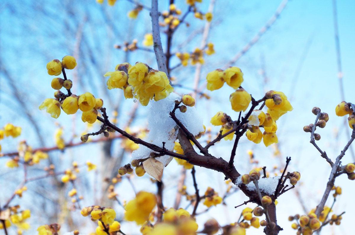 雪中腊梅