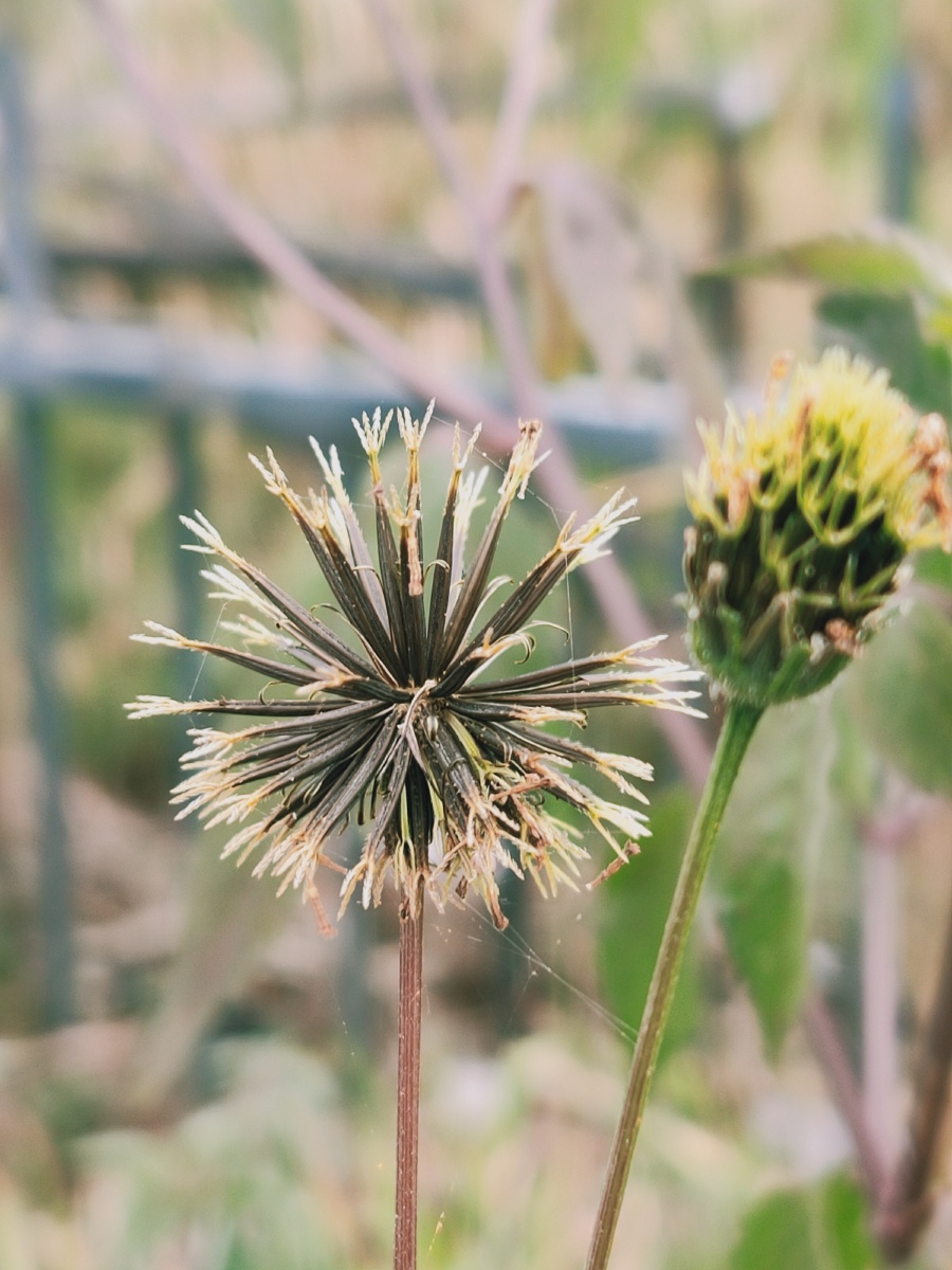 针草晚艳出荒篱冷香著秋水