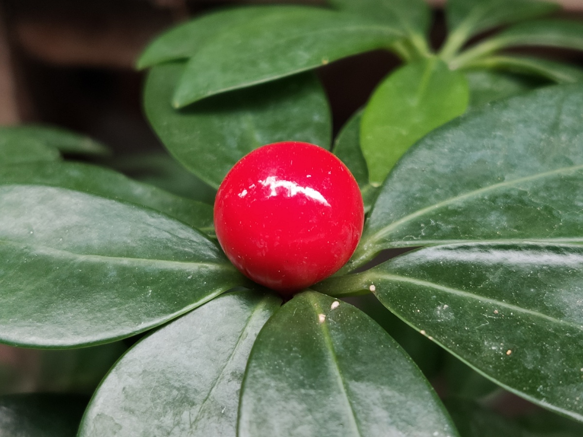 红珠- 红灯笼493 - 图虫